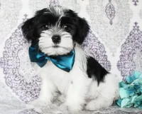 Biscuit, a male Yorkshire Terrier and Shorkie for sale in Belton, TX – 2 of 6