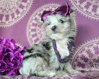 Runa, a female Yorkshire Terrier and Morkie for sale in Belton, TX – 2 of 8