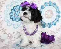Hyacinth, a female Yorkshire Terrier and Shorkie for sale in Belton, TX – 6 of 6