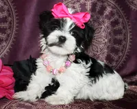 Verona, a female Yorkshire Terrier and Morkie for sale in Belton, TX – 2 of 8