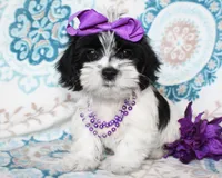 Hyacinth, a female Yorkshire Terrier and Shorkie for sale in Belton, TX – 4 of 6