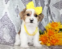 Elowen, a female Yorkshire Terrier and Shorkie for sale in Belton, TX – 6 of 6