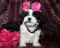 Verona, a female Yorkshire Terrier and Morkie for sale in Belton, TX – 3 of 8