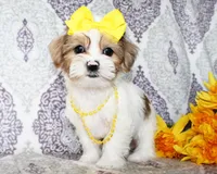 Elowen, a female Yorkshire Terrier and Shorkie for sale in Belton, TX – 3 of 6