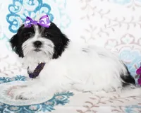 Clara, a female Yorkshire Terrier and Shorkie for sale in Belton, TX – 6 of 8