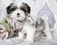 Astro, a male Yorkshire Terrier and Shorkie for sale in Belton, TX – 3 of 6
