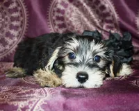 Tater, a male Yorkshire Terrier and Morkie for sale in Belton, TX – 4 of 9