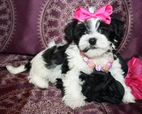 Verona, a female Yorkshire Terrier and Morkie for sale in Belton, TX – 1 of 8