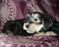 Tater, a male Yorkshire Terrier and Morkie for sale in Belton, TX – 3 of 9