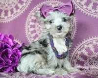 Runa, a female Yorkshire Terrier and Morkie for sale in Belton, TX – 5 of 8