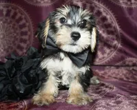 Tater, a male Yorkshire Terrier and Morkie for sale in Belton, TX – 5 of 9