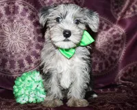 Sonic, a male Yorkshire Terrier and Morkie for sale in Belton, TX – 5 of 8