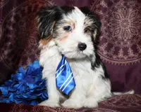 Wrigley, a male Yorkshire Terrier and Morkie for sale in Belton, TX – 6 of 8
