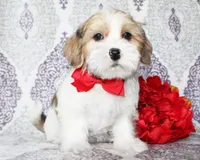 Derby, a male Yorkshire Terrier and Shorkie for sale in Belton, TX – 4 of 6