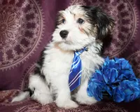Wrigley, a male Yorkshire Terrier and Morkie for sale in Belton, TX – 5 of 8
