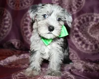 Sonic, a male Yorkshire Terrier and Morkie for sale in Belton, TX – 3 of 8