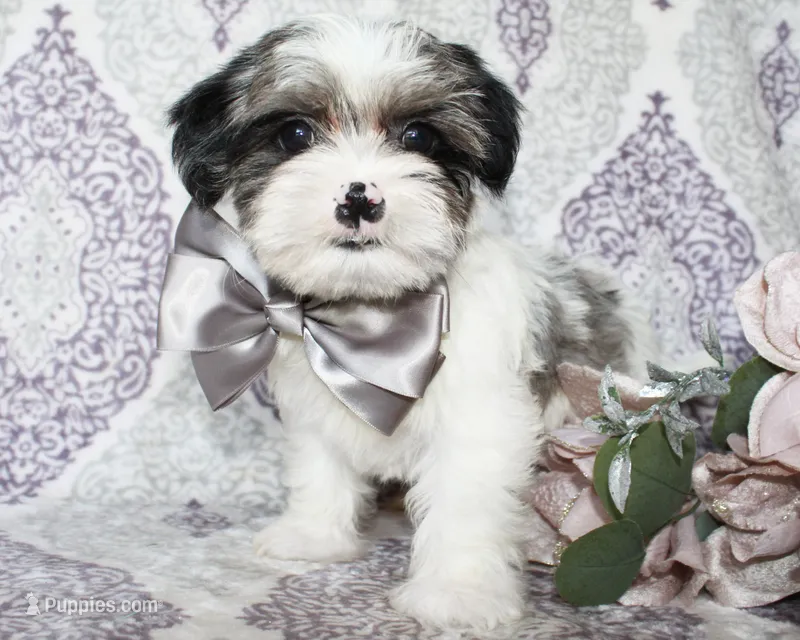 Astro – Yorkshire Terrier, Shorkie puppy for sale in Belton, TX