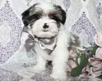 Astro, a male Yorkshire Terrier and Shorkie for sale in Belton, TX – 1 of 6