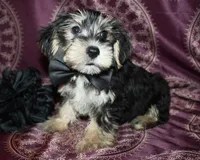 Tater, a male Yorkshire Terrier and Morkie for sale in Belton, TX – 7 of 9