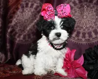 Verona, a female Yorkshire Terrier and Morkie for sale in Belton, TX – 5 of 8