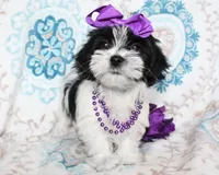 Hyacinth, a female Yorkshire Terrier and Shorkie for sale in Belton, TX – 3 of 6