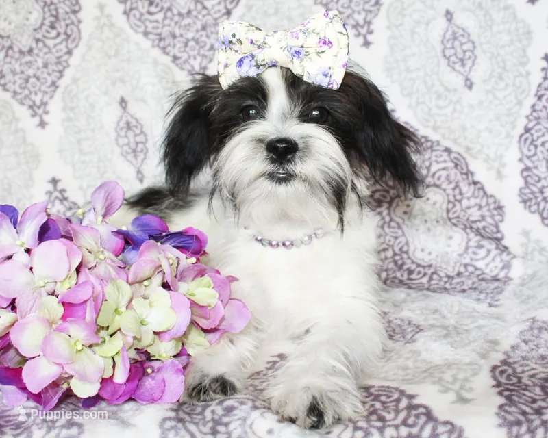 Clara – Yorkshire Terrier, Shorkie puppy for sale in Belton, TX