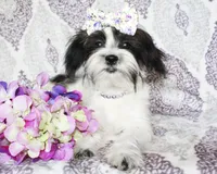 Clara, a female Yorkshire Terrier and Shorkie for sale in Belton, TX – 1 of 8