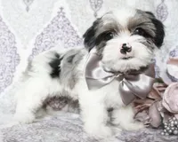 Astro, a male Yorkshire Terrier and Shorkie for sale in Belton, TX – 4 of 6