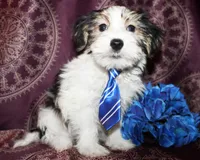 Wrigley, a male Yorkshire Terrier and Morkie for sale in Belton, TX – 4 of 8