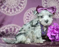 Runa, a female Yorkshire Terrier and Morkie for sale in Belton, TX – 6 of 8