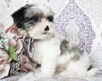 Astro, a male Yorkshire Terrier and Shorkie for sale in Belton, TX – 6 of 6