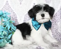 Biscuit, a male Yorkshire Terrier and Shorkie for sale in Belton, TX – 1 of 6