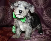 Sonic, a male Yorkshire Terrier and Morkie for sale in Belton, TX – 6 of 8