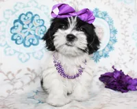 Hyacinth, a female Yorkshire Terrier and Shorkie for sale in Belton, TX – 2 of 6