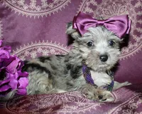 Runa, a female Yorkshire Terrier and Morkie for sale in Belton, TX – 4 of 8