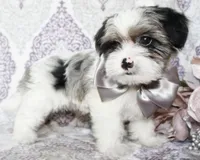 Astro, a male Yorkshire Terrier and Shorkie for sale in Belton, TX – 2 of 6