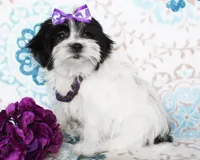 Clara, a female Yorkshire Terrier and Shorkie for sale in Belton, TX – 5 of 8