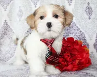 Derby, a male Yorkshire Terrier and Shorkie for sale in Belton, TX – 6 of 6