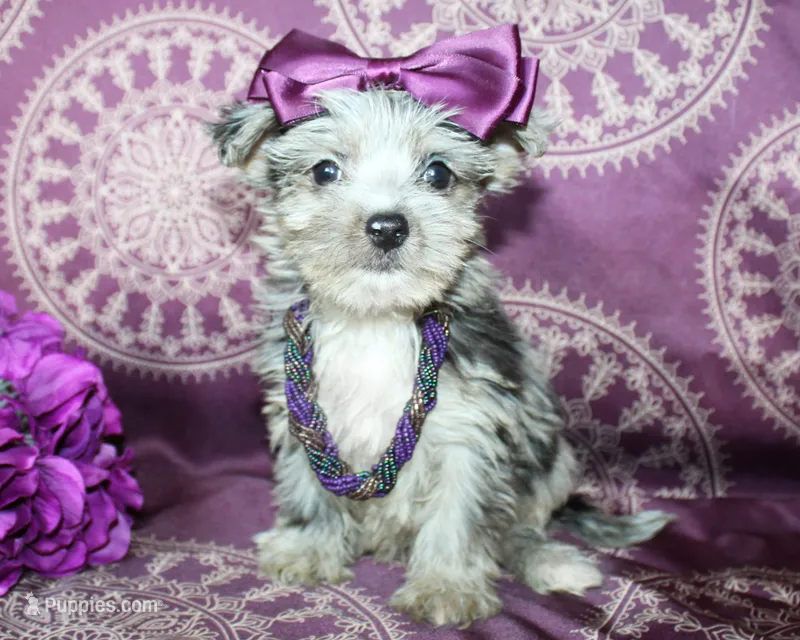 Runa – Yorkshire Terrier, Morkie puppy for sale in Belton, TX