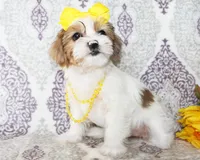 Elowen, a female Yorkshire Terrier and Shorkie for sale in Belton, TX – 5 of 6