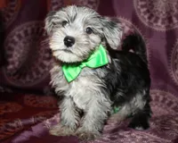 Sonic, a male Yorkshire Terrier and Morkie for sale in Belton, TX – 2 of 8