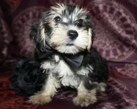 Tater, a male Yorkshire Terrier and Morkie for sale in Belton, TX – 6 of 9