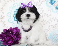 Clara, a female Yorkshire Terrier and Shorkie for sale in Belton, TX – 7 of 8