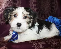 Wrigley, a male Yorkshire Terrier and Morkie for sale in Belton, TX – 2 of 8