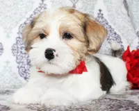 Derby, a male Yorkshire Terrier and Shorkie for sale in Belton, TX – 5 of 6