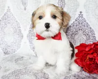 Derby, a male Yorkshire Terrier and Shorkie for sale in Belton, TX – 2 of 6