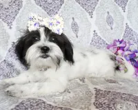Clara, a female Yorkshire Terrier and Shorkie for sale in Belton, TX – 8 of 8