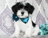 Biscuit, a male Yorkshire Terrier and Shorkie for sale in Belton, TX – 4 of 6