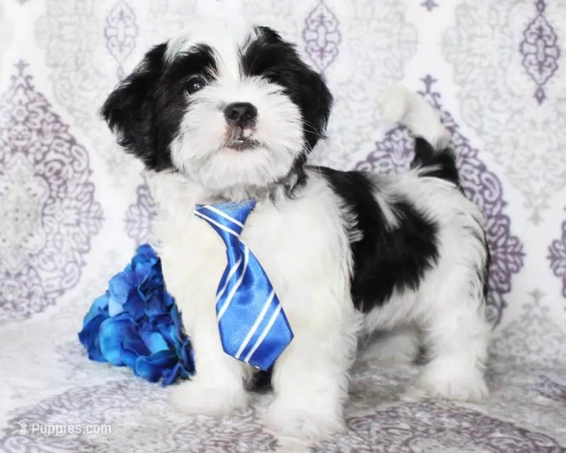 Cyclone – Yorkshire Terrier, Shorkie puppy for sale in Belton, TX