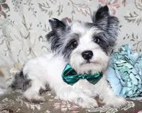 Sonic, a male Yorkshire Terrier and Morkie for sale in Belton, TX – 7 of 8